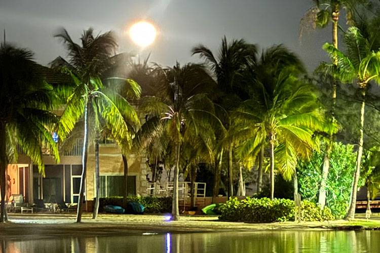 full moon over palm trees