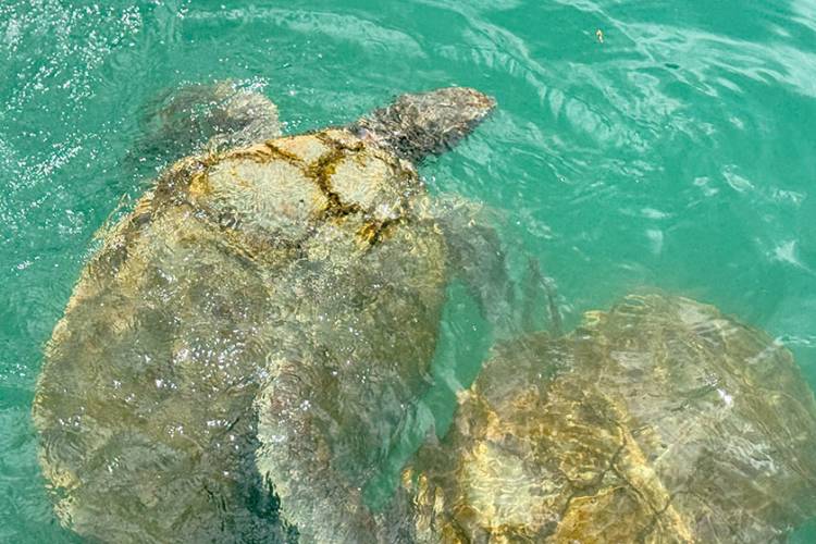 two large sea turtles swimming