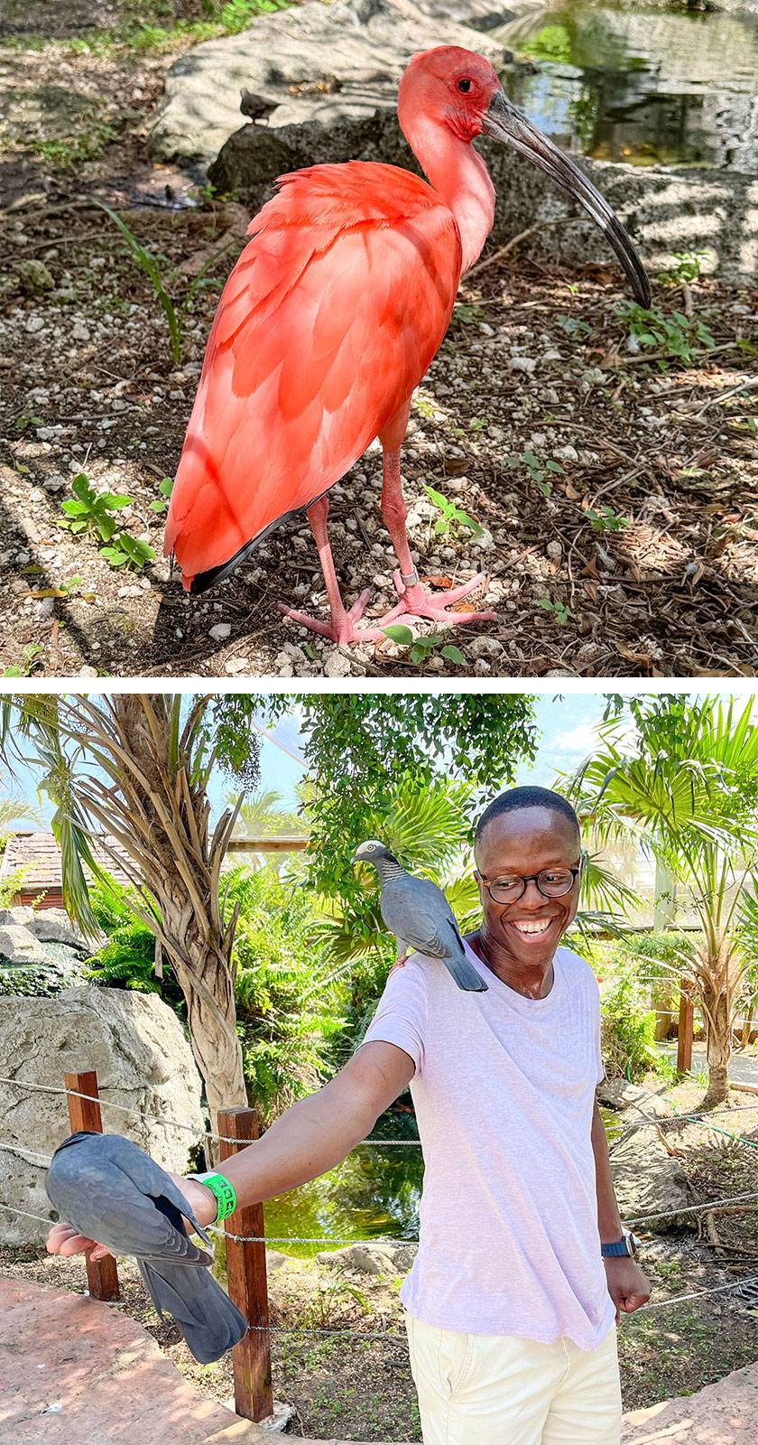 ibis and birds hand eating