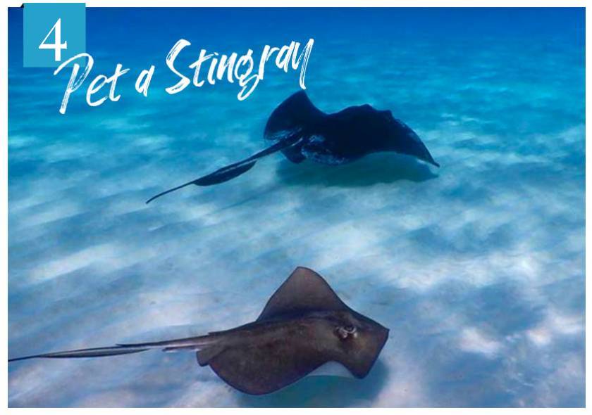 two southern stingrays swimming on sandbar